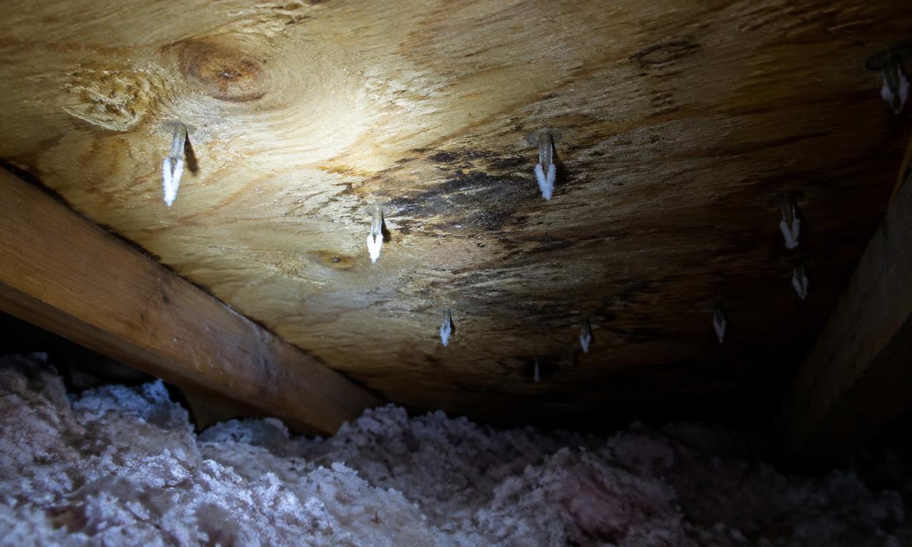 The underside of a wood roof deck in a cold attic, lit by a flashlight, with frost on the nail tips and dark damp spots on the wood